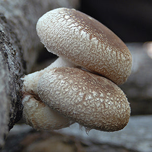 Drill Bit for Inoculated Dowels - Grow Your Own Mushrooms!