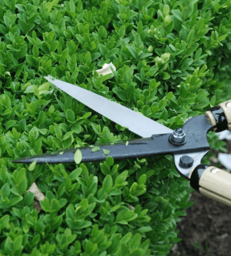 Okatsune Hedge Shears - Medium Blade / Short Handle - Hedges & Topiary - Japanese Tools Australia